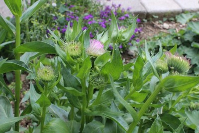 Pflanzbeet2 Pflanze23.3.jpg