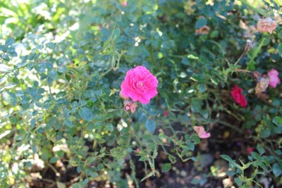 Pflanzbeet2 Pflanze24.1.jpg