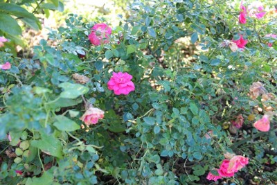 Pflanzbeet2 Pflanze24.2.jpg