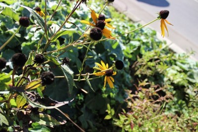 Pflanzbeet2 Pflanze25.1.jpg