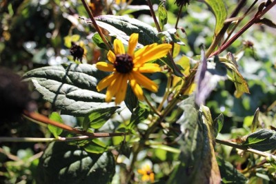 Pflanzbeet2 Pflanze25.2.jpg