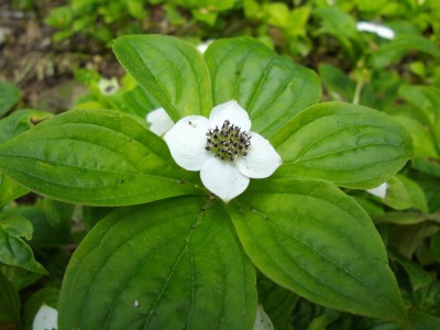 Cornus canadensis.jpg