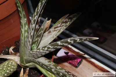 aloe01.JPG