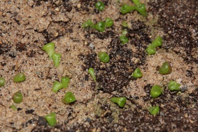 lithops1.JPG