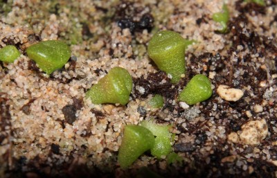 lithops2.JPG