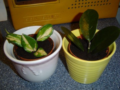 Hoya carnosa und australis.jpg