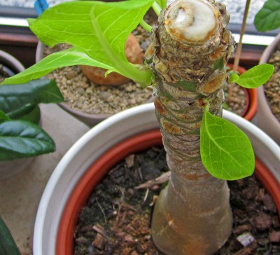 2015-02-18 10.53.48.jpg