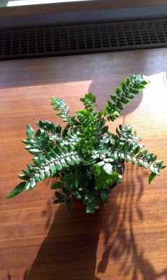 2015-02-19 11.45.06.jpg