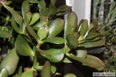 20150221_01.jpg