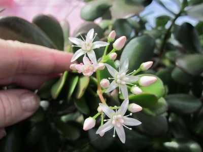 crassulablüte.jpg