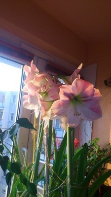 DSC_0202.jpg