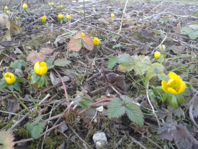 Frühling1.jpg