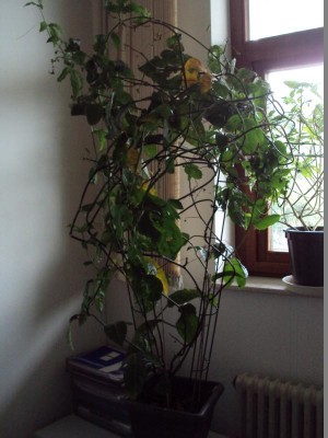 K800_20150302 Maracuja.JPG