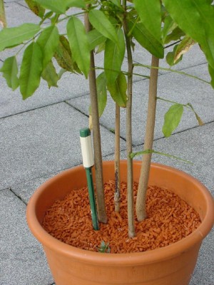 473_1146037141_Pflanze ohne Namen Stiel.jpg