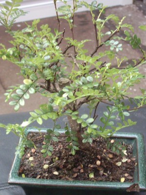 Bonsai1 002.jpg