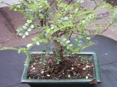 Bonsai1 001.jpg