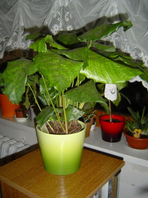 Calathea Network-Calathea musaica (1).jpg