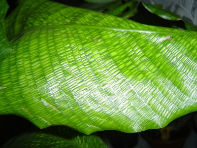Calathea Network-Calathea musaica (3).jpg