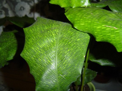 Calathea Network-Calathea musaica (4).jpg