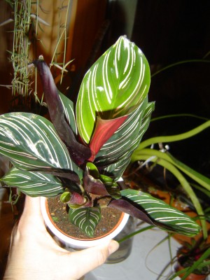 Calathea ornata.jpg