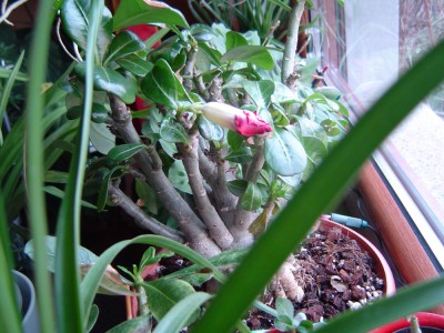 Adenium v. Marie, Knospe.jpg