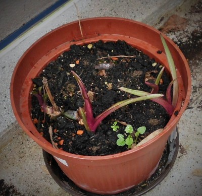 T. andersoniana.JPG