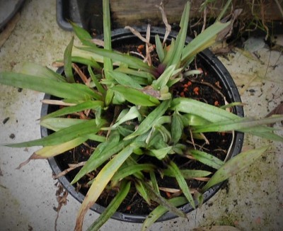 T.andersoniana.JPG
