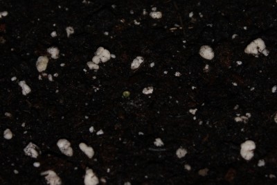 Litschitomate am 15.03.2015.jpg