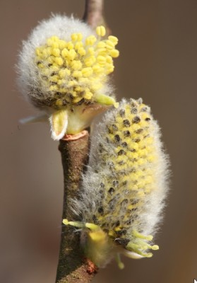 Frühling1.jpg