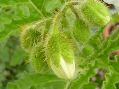 20130520 008 - Kopie.JPG