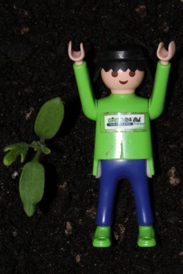 Ampeltomate am 18.03.2015.jpg