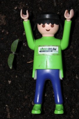 Litschitomate am 18.03.2015.jpg