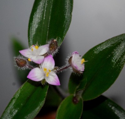 Tradescantia15 003pp.jpg