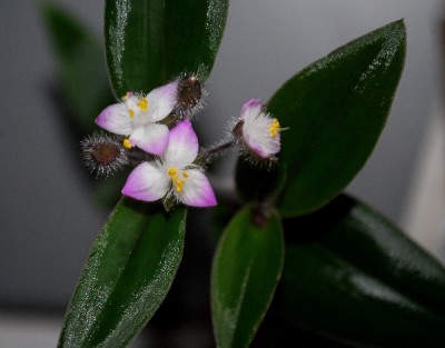 Tradescantia15 004pp.jpg