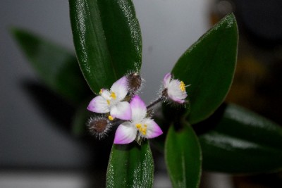 Tradescantia15 005pp.jpg