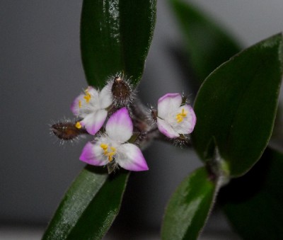 Tradescantia15 006pp.jpg