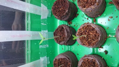 0319_Ampeltomate.JPG