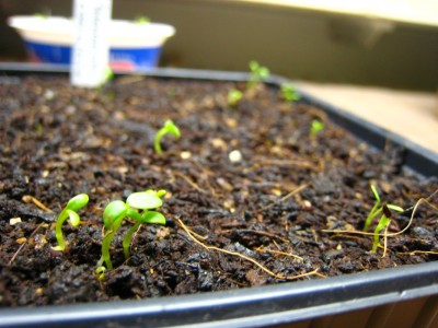 polemonium_caeruleum_1.JPG