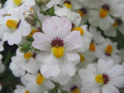 Nemesia.JPG