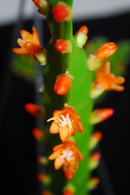 Rhipsaliis15 008pp.jpg