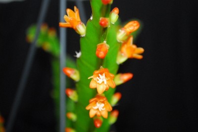 Rhipsaliis15 009pp.jpg