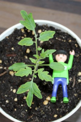 Ampeltomate am 23.03.2015.jpg