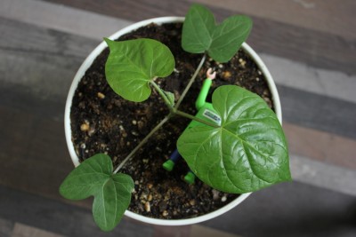 Ipomoea am 23.03.2015.jpg