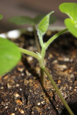 Ipomoea  23.03.2015.jpg