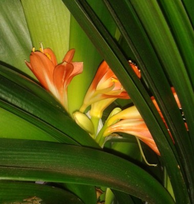 Clivie 2015-03-23.jpg