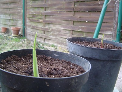 Cannas.jpg