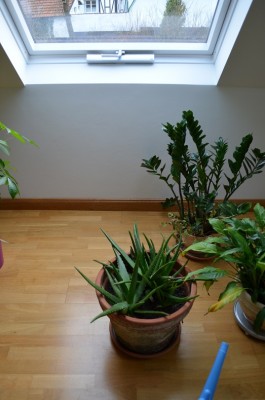 Aloe 005.JPG