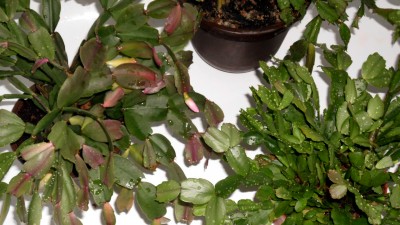 Schlumbergera.JPG