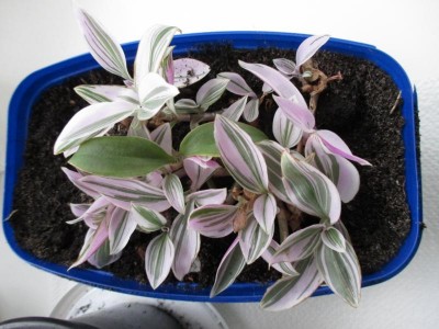 K800_Pflanzenname 26.03.2015 001.JPG