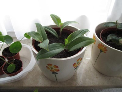 K800_Pflanzenname 26.03.2015 002.JPG